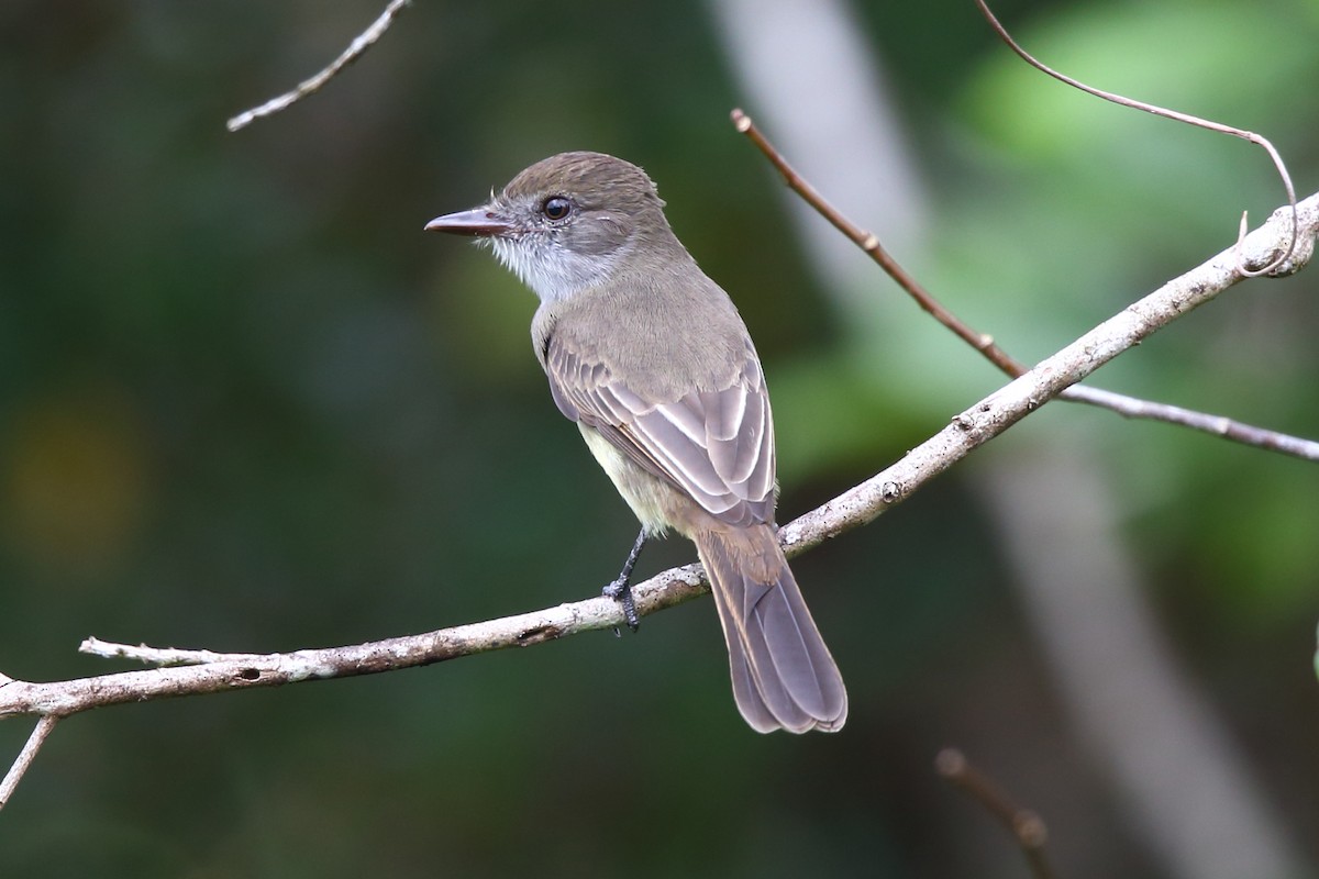 Short-crested Flycatcher - Josef Widmer