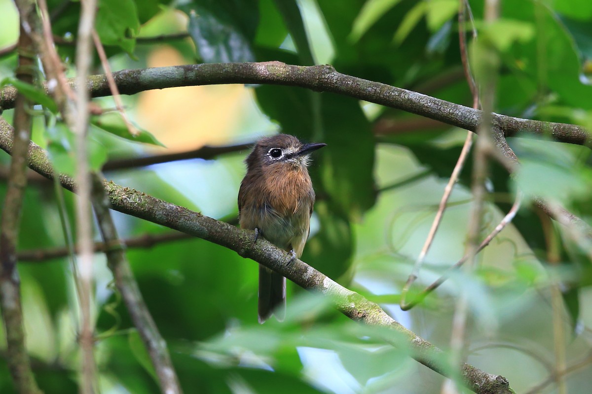 Zügelfaulvogel - ML204209071