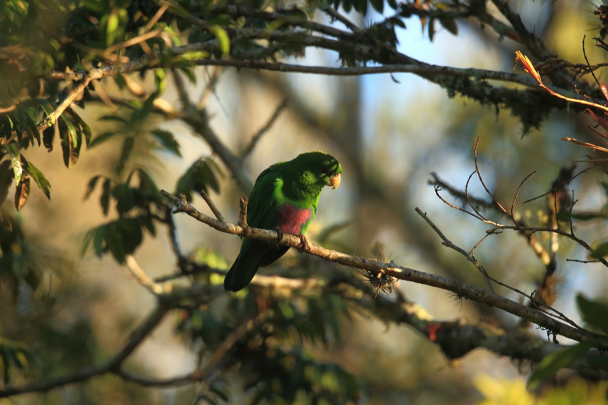 Blue-bellied Parrot - ML204209141