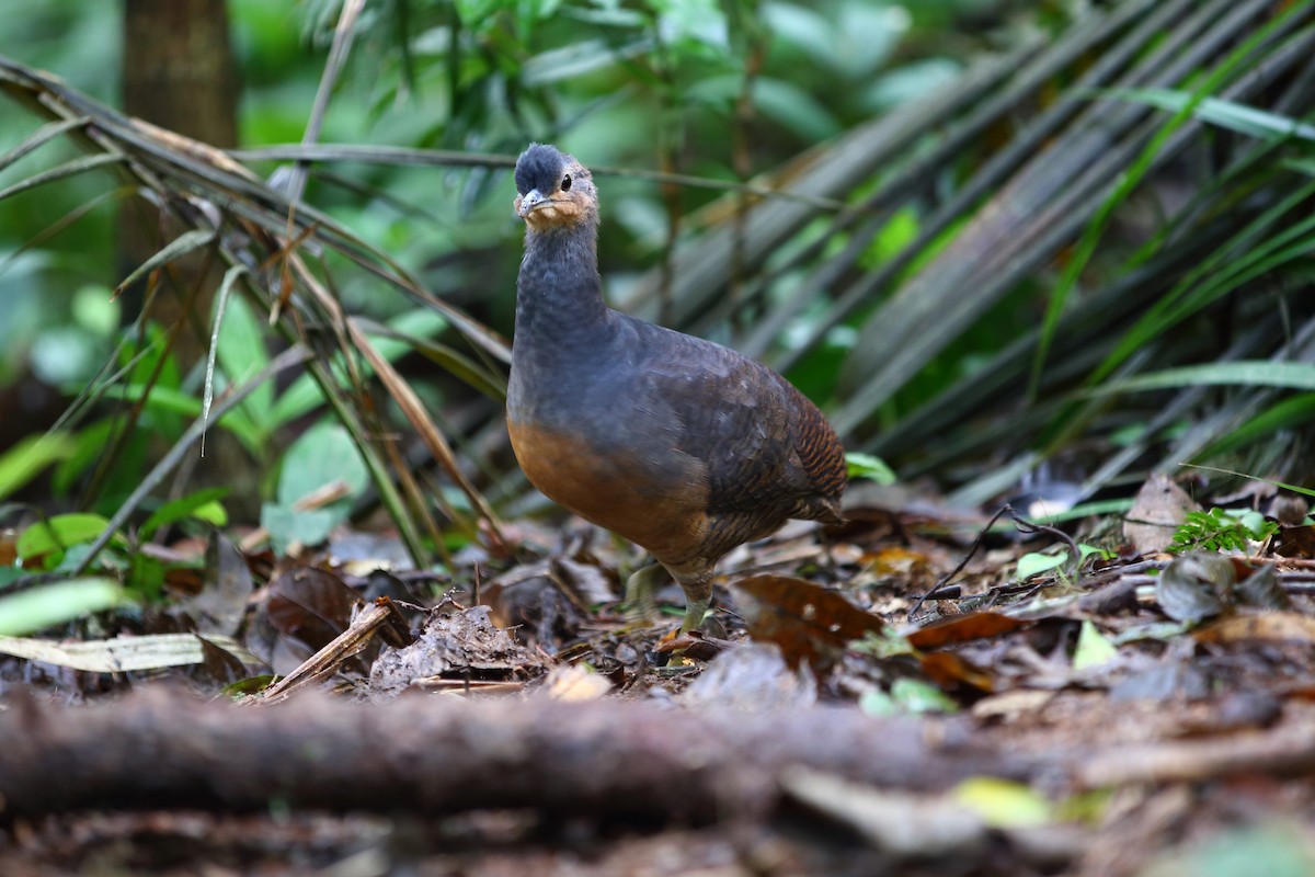 Yellow-legged Tinamou (noctivagus) - Josef Widmer