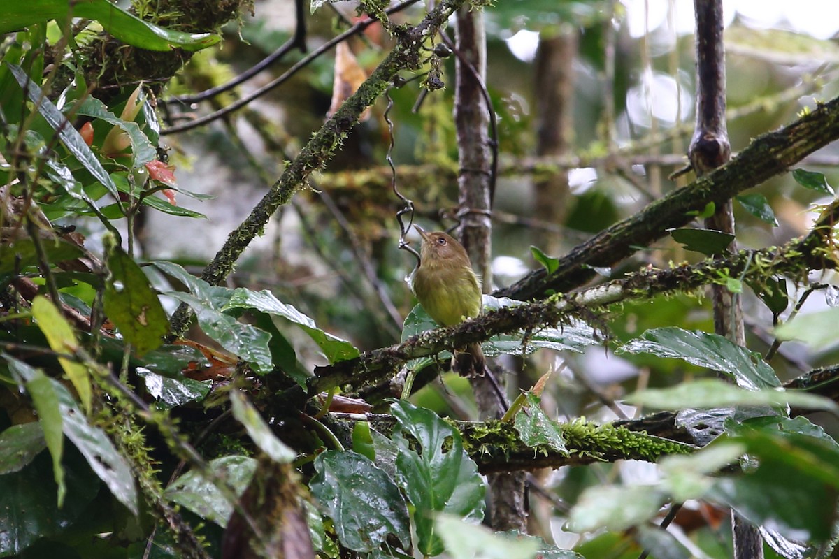 Kaempfer's Tody-Tyrant - ML204209321