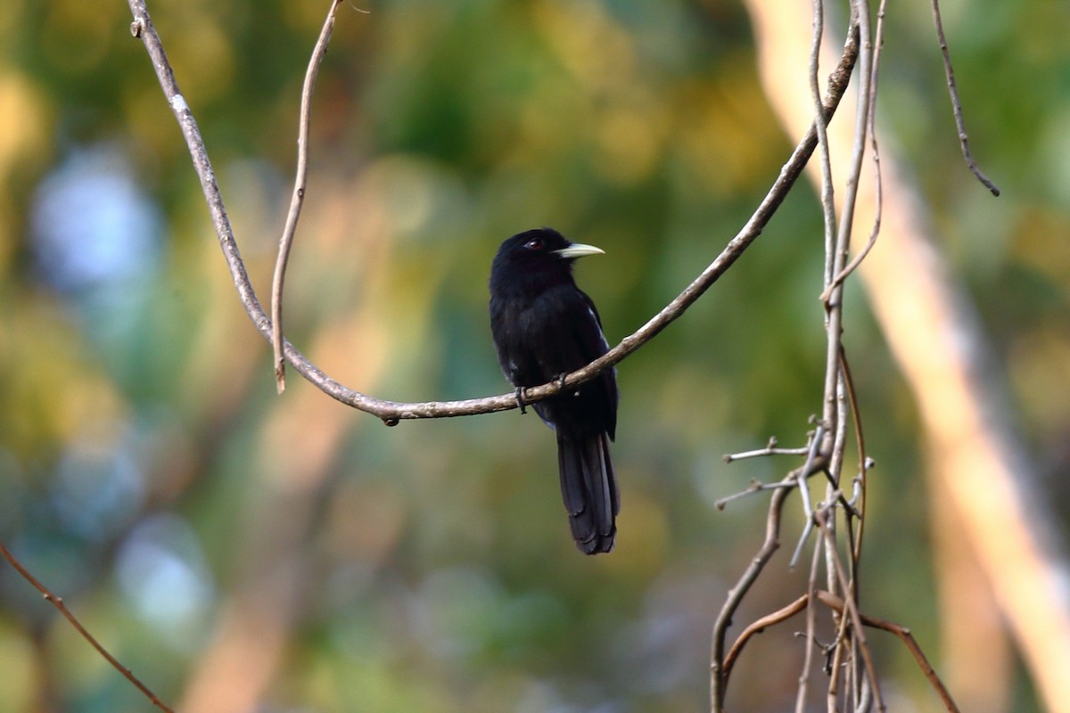 Yellow-billed Nunbird - Josef Widmer