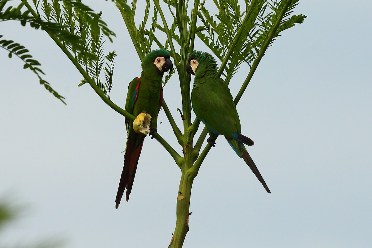 Chestnut-fronted Macaw - Josef Widmer