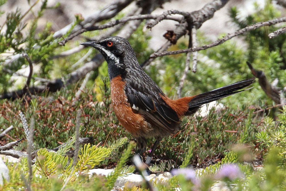 Cape Rockjumper - ML204209591