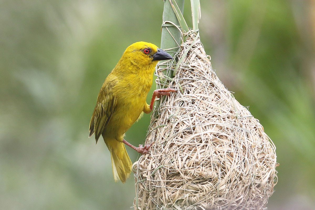 African Golden-Weaver - Megan Perkins