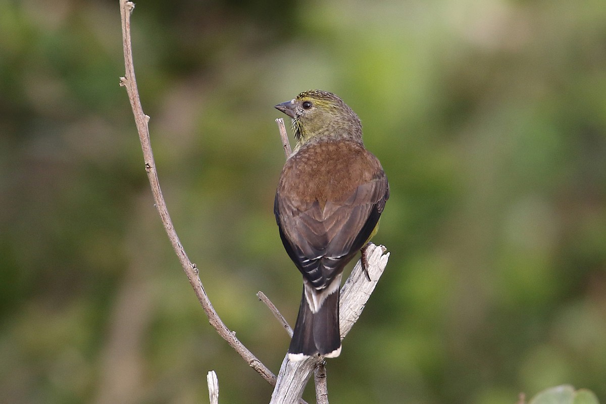 Cape Siskin - ML204209751