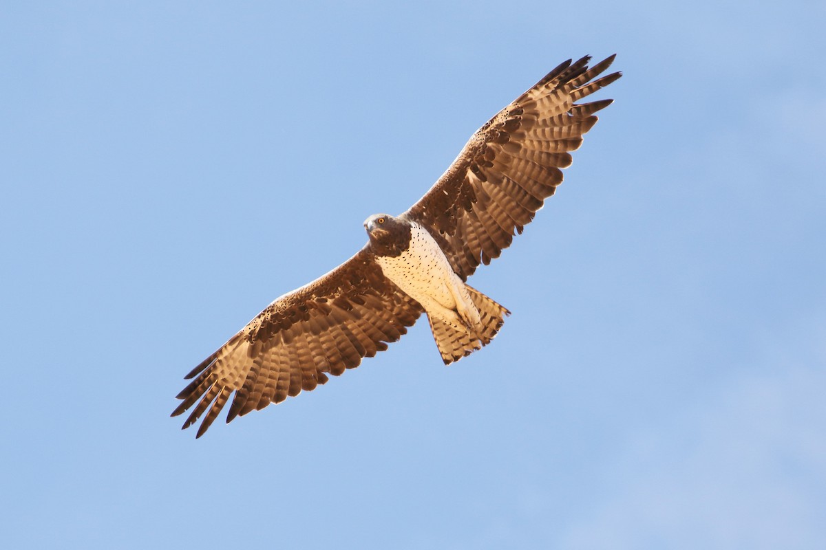 Martial Eagle - ML204209851