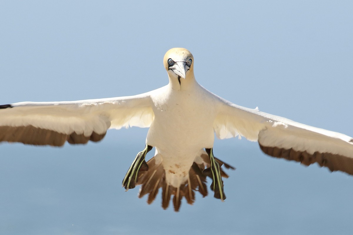 Cape Gannet - ML204209931