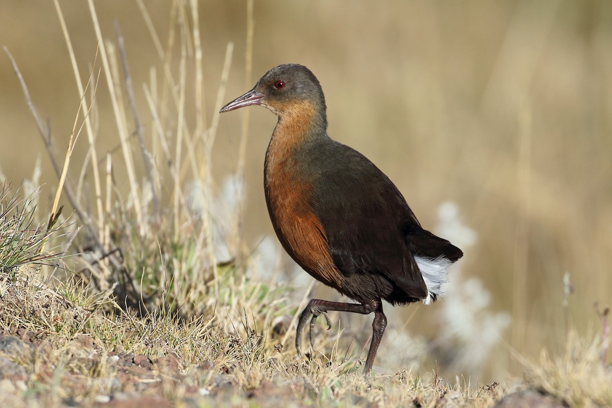 Rouget's Rail - Megan Perkins