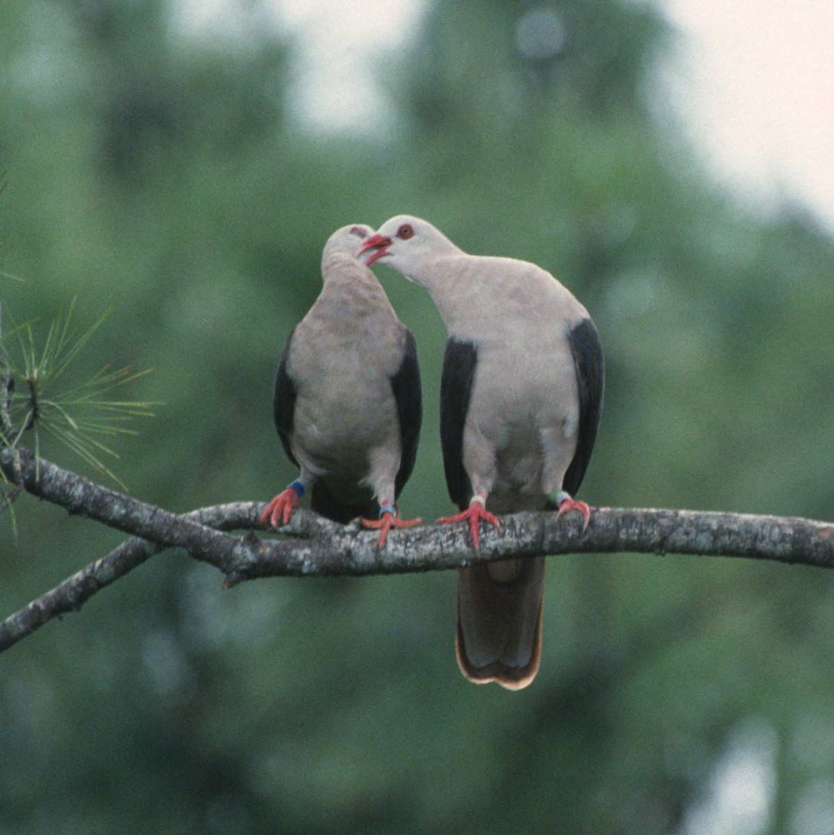 Pink Pigeon - ML204210221