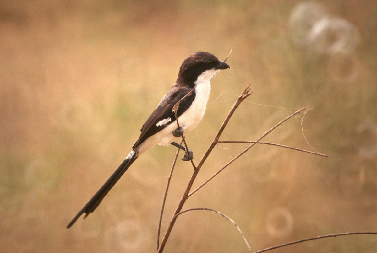 Long-tailed Fiscal - Lorenzo Vinciguerra