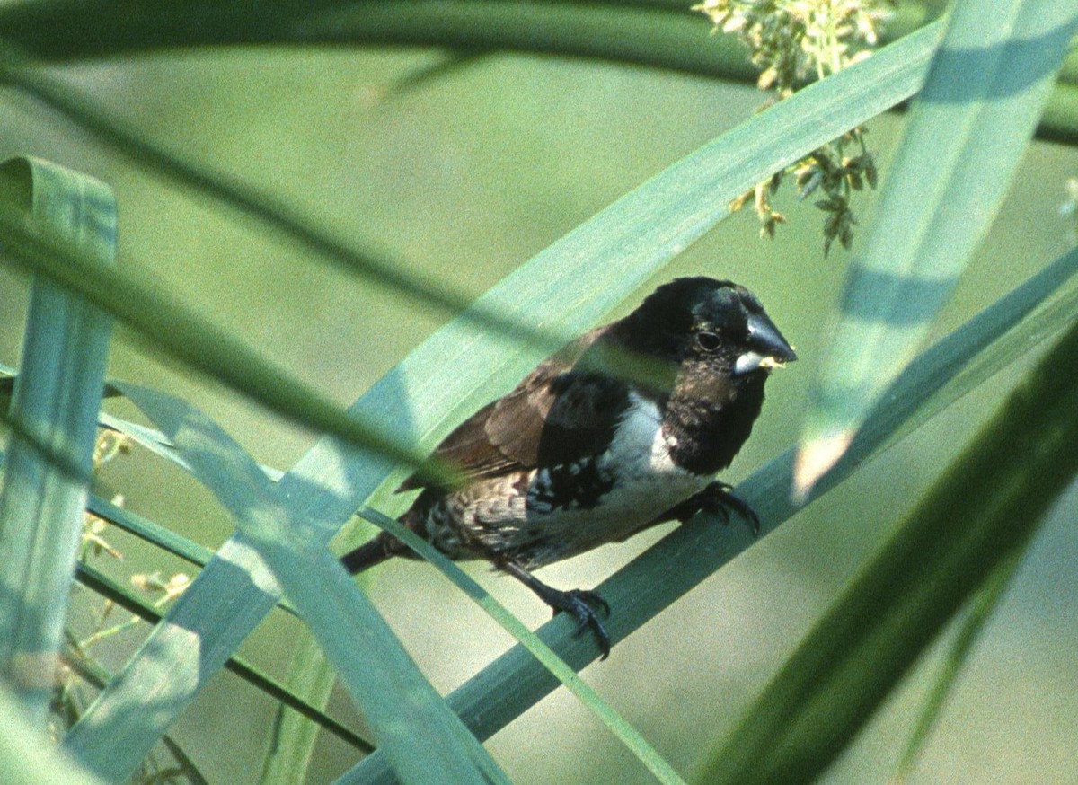 svartryggmannikin (bicolor/poensis) - ML204210491