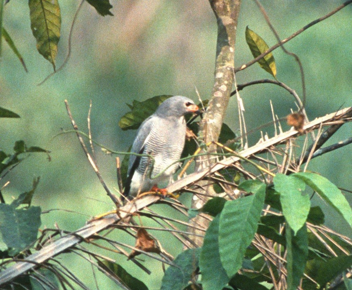 Lizard Buzzard - ML204210541