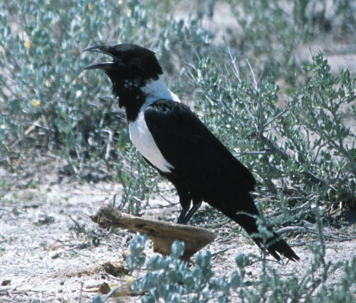 Pied Crow - ML204210601