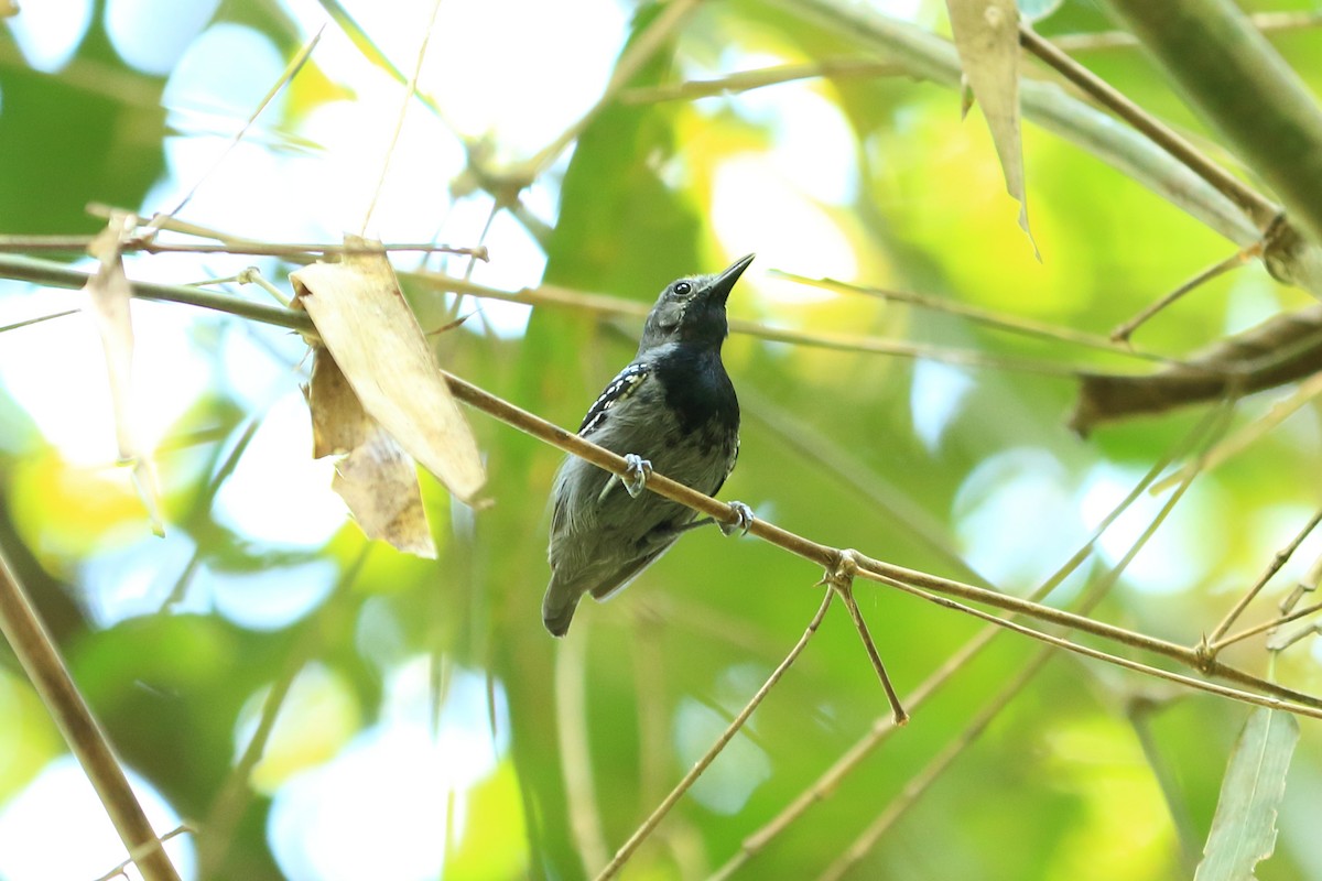 Ihering's Antwren (Bamboo) - Josef Widmer