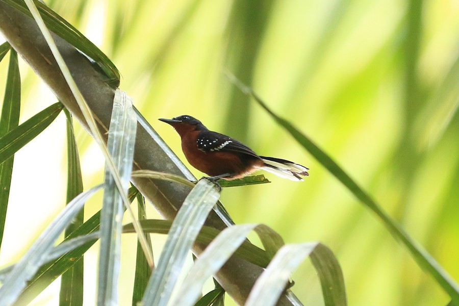 Dot-winged Antwren (White-tailed) - eBird