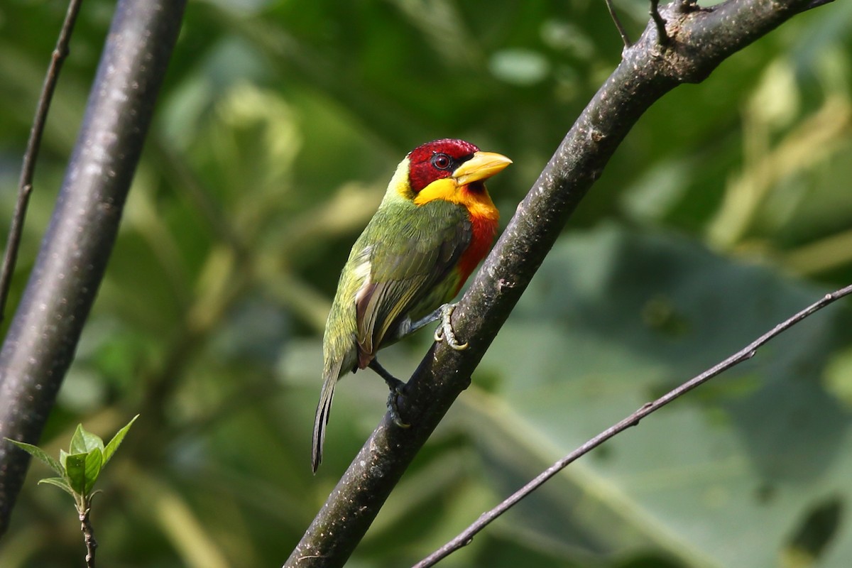 Lemon-throated Barbet (Lemon-throated) - Josef Widmer