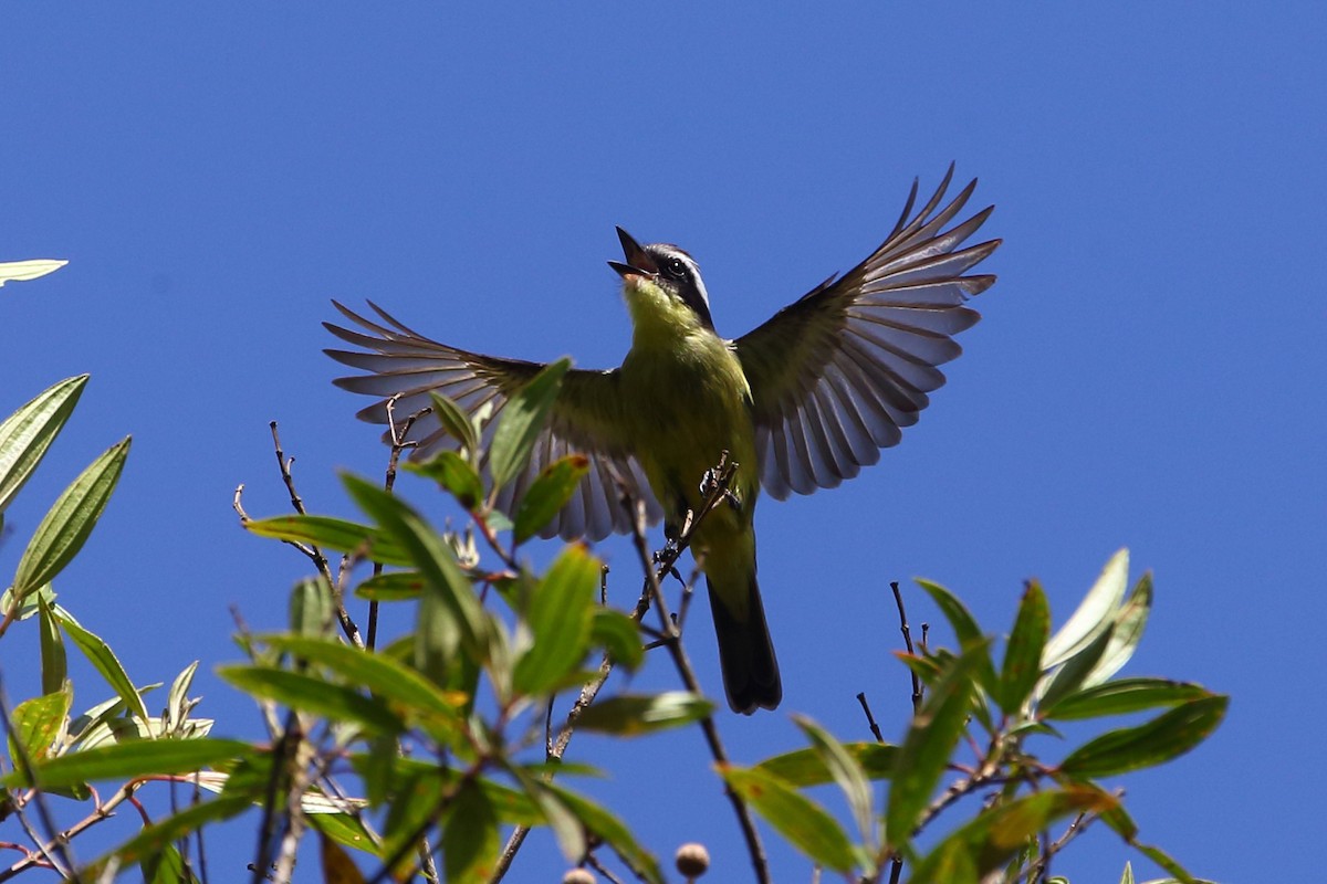 Three-striped Flycatcher - ML204211611