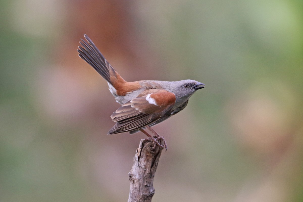 Swainson's Sparrow - ML204212001