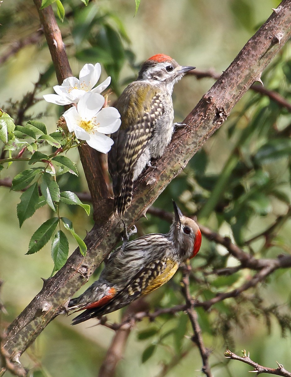 Abyssinian Woodpecker - Megan Perkins