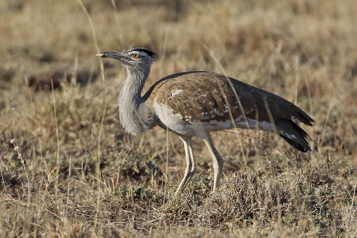Arabian Bustard - ML204212081