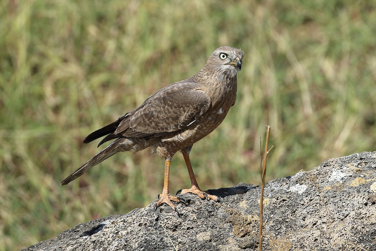 Dark Chanting-Goshawk - ML204212111