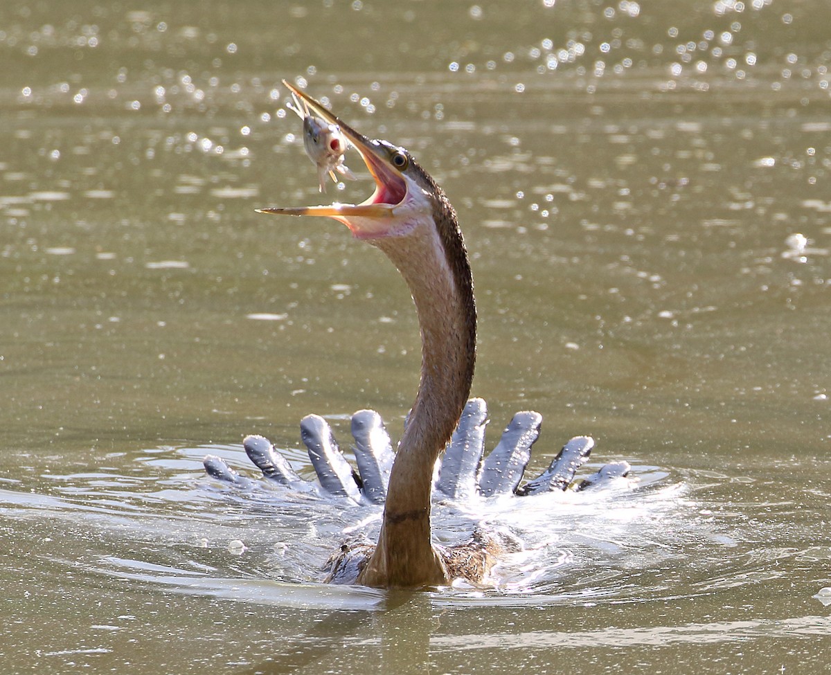 African Darter - ML204212181