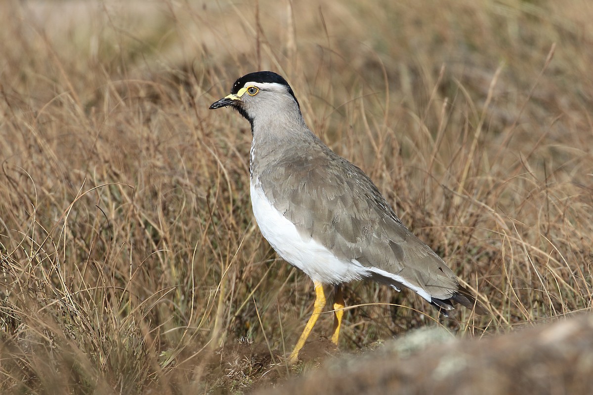 Spot-breasted Lapwing - Megan Perkins