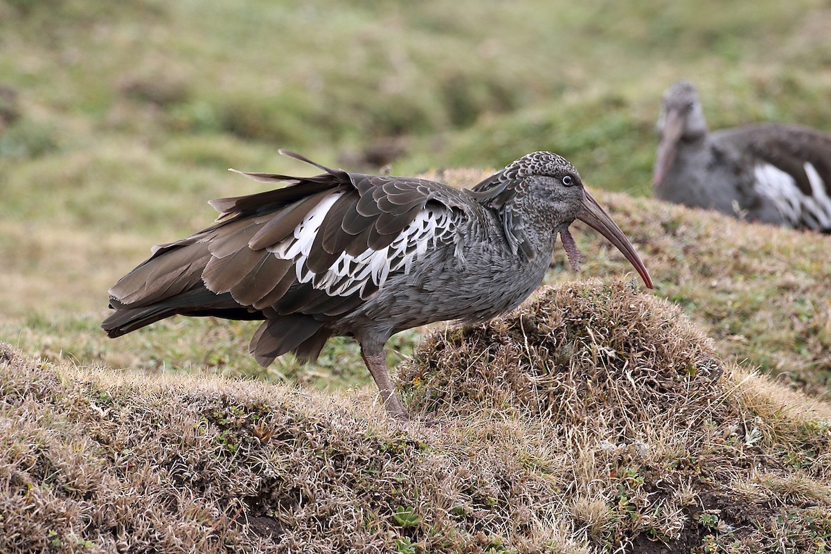 Ibis caronculé - ML204212251