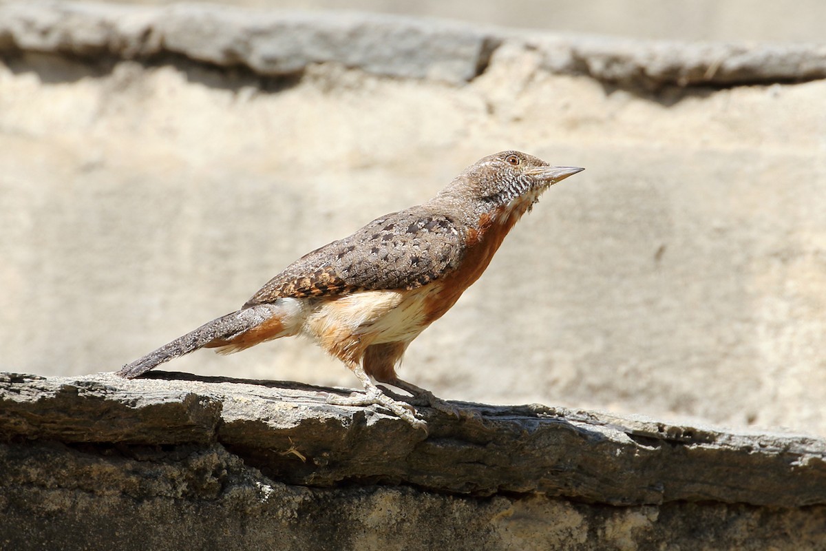 Red-throated Wryneck (Ethiopian) - ML204212291