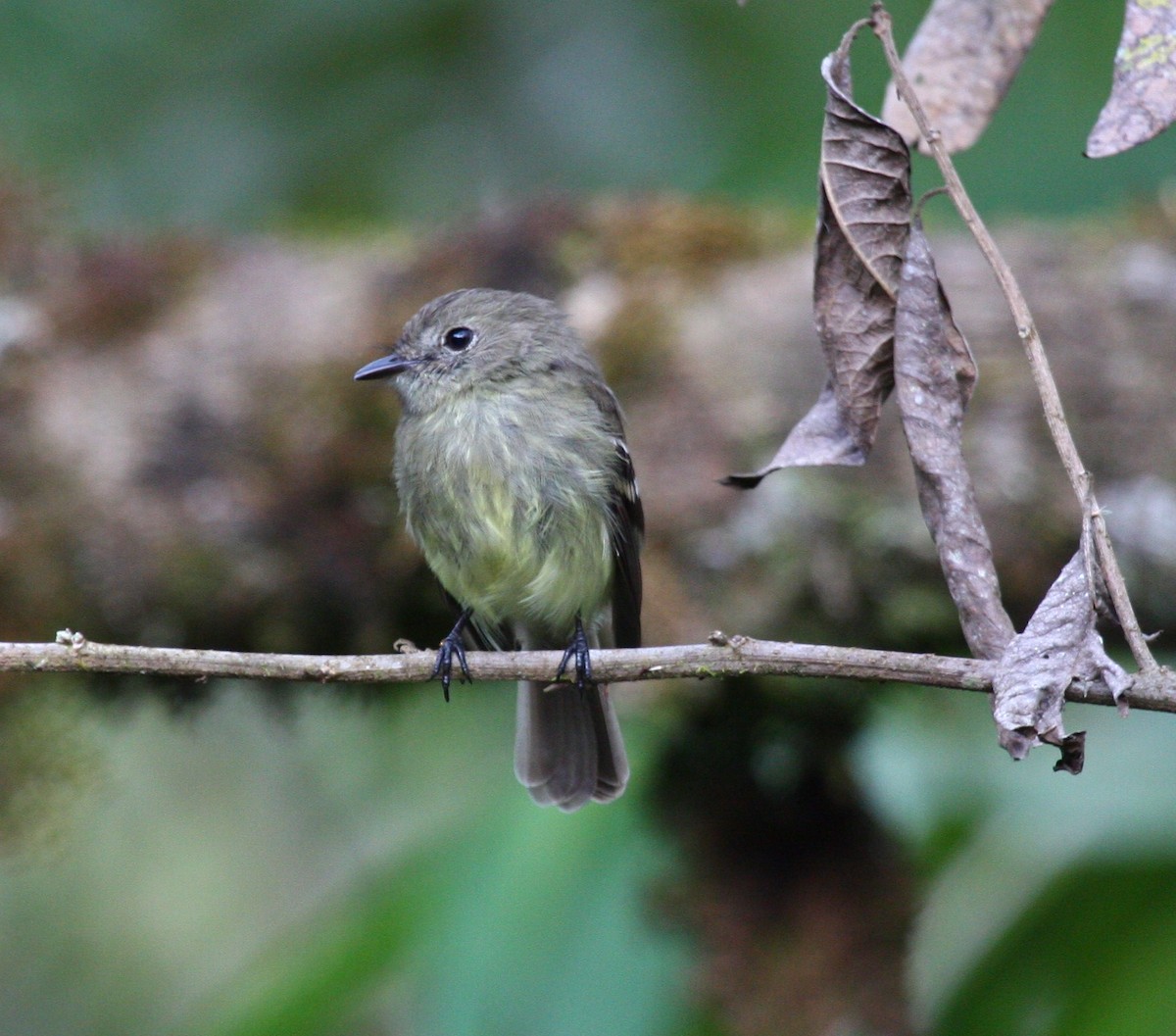 Olive-chested Flycatcher - ML204213421