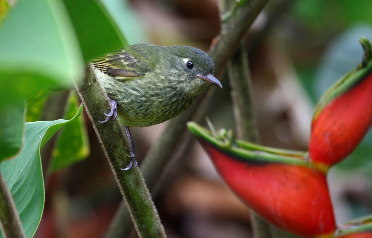 Olive-striped Flycatcher - ML204213431