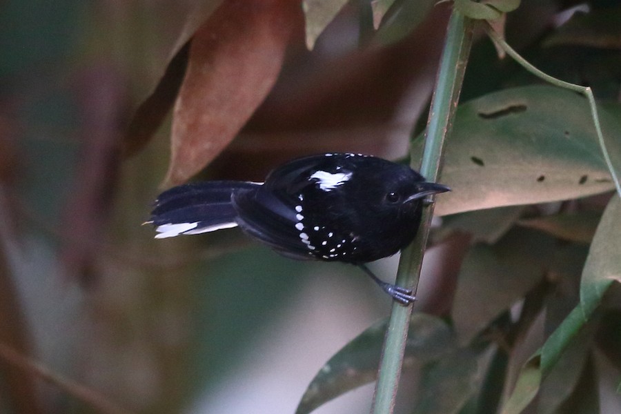 Dot-winged Antwren (bicolor) - eBird