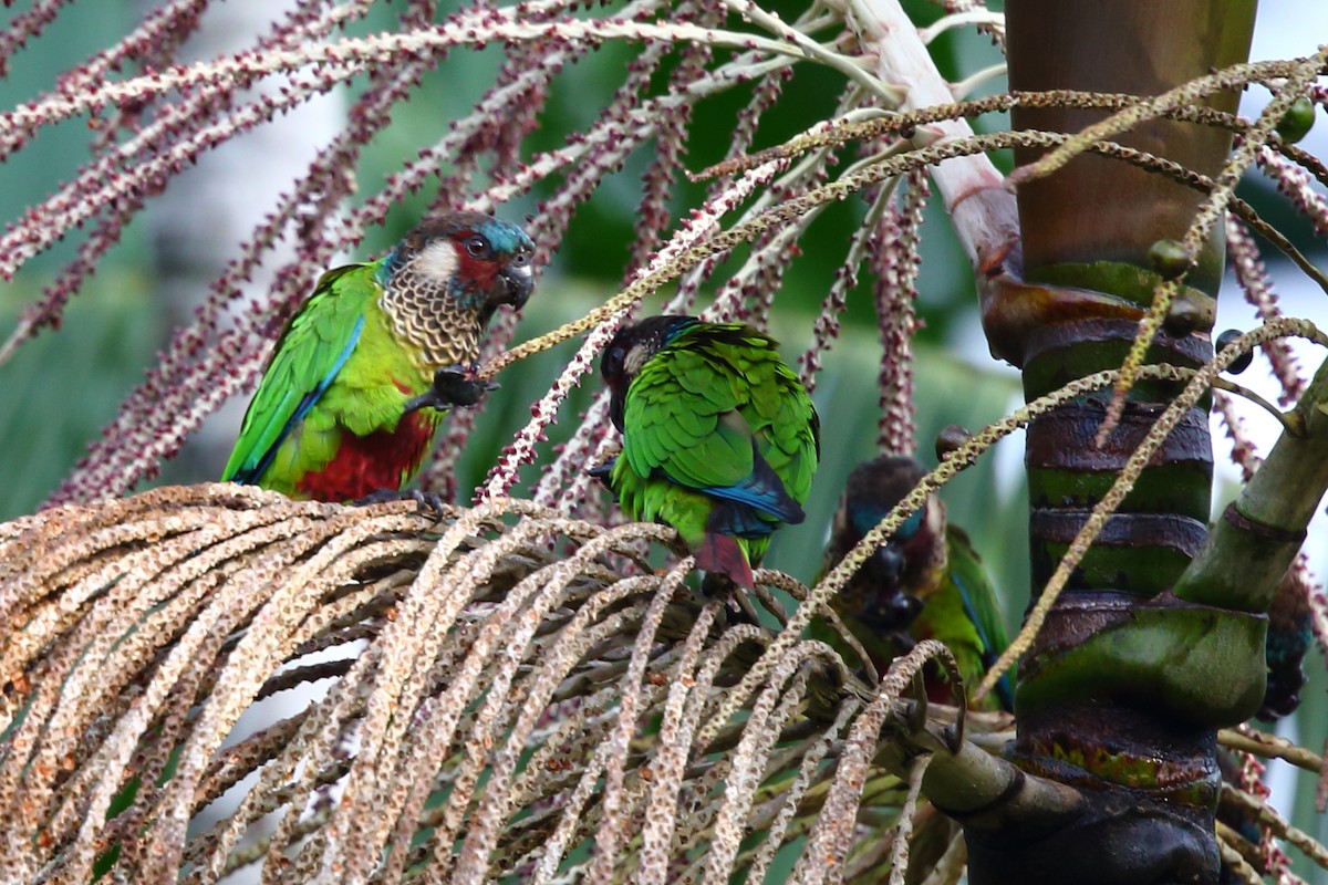 Conure versicolore (picta) - ML204214131