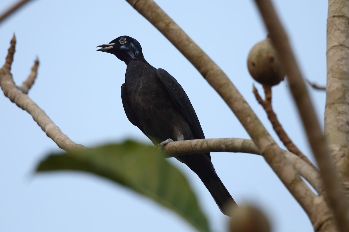 Bare-necked Fruitcrow - ML204214191