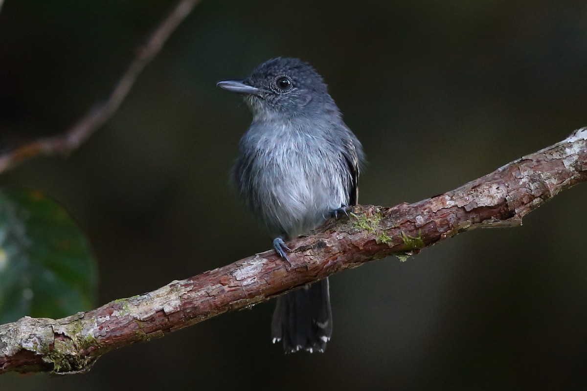 Mouse-colored Antshrike - ML204214311