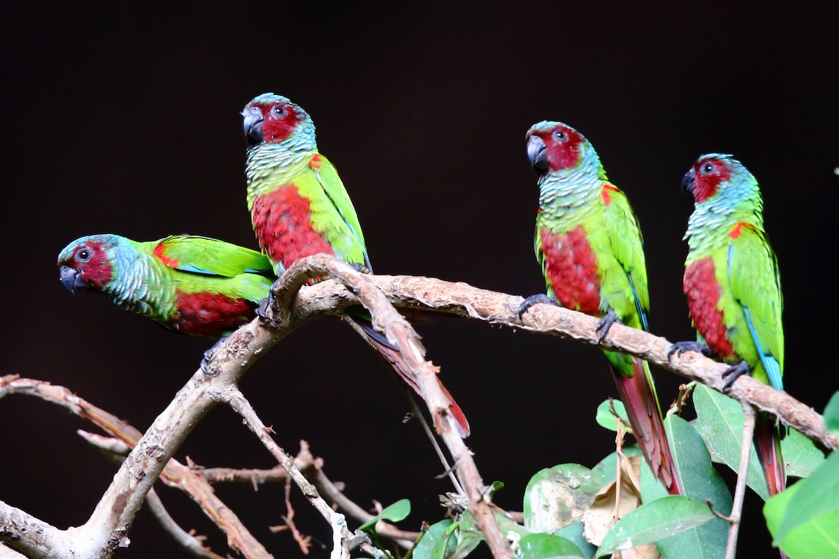 Pfrimer's Parakeet - ML204214471