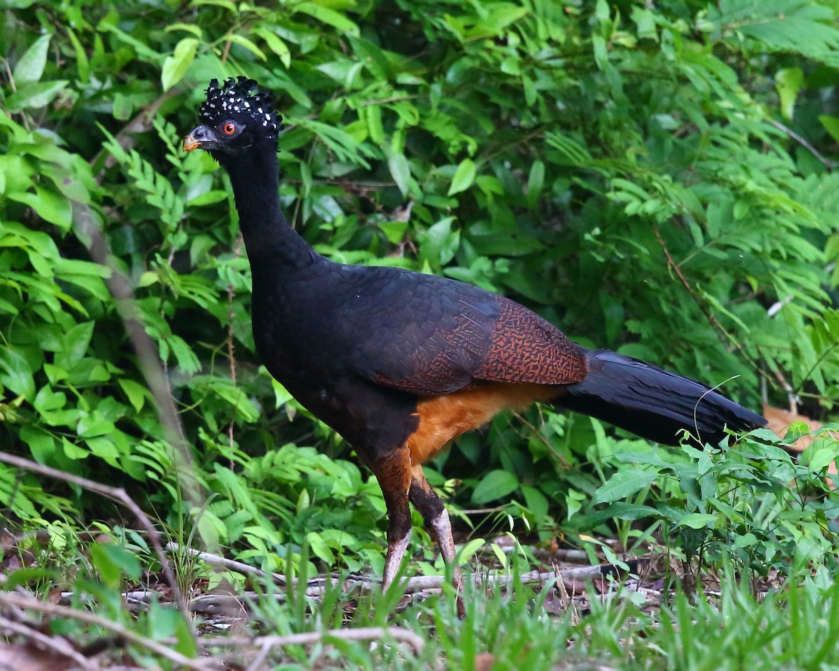 Red-billed Curassow - Josef Widmer