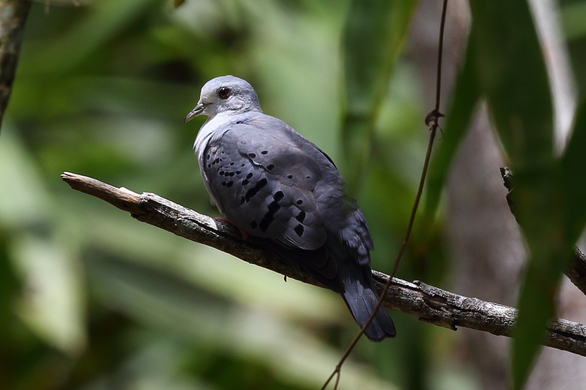 Blue Ground Dove - ML204214491