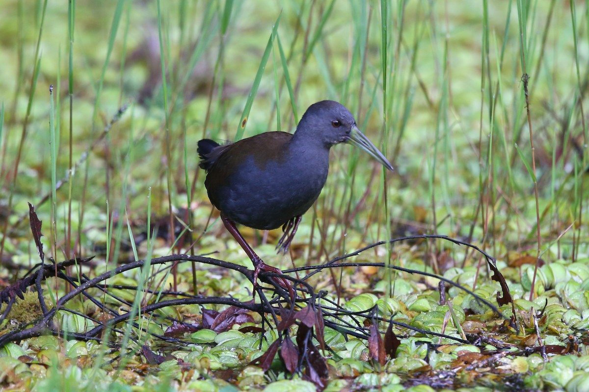 Blackish Rail - ML204214601