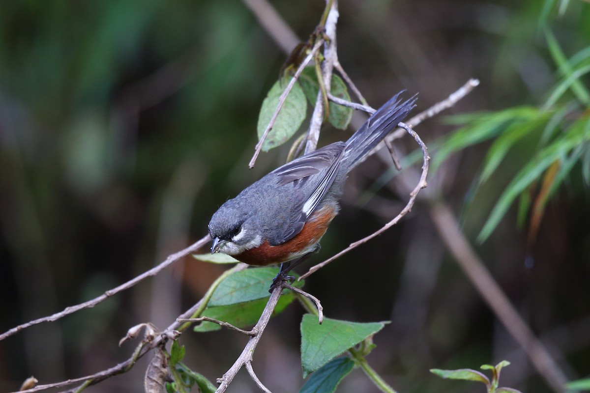 Bay-chested Warbling Finch - ML204214621