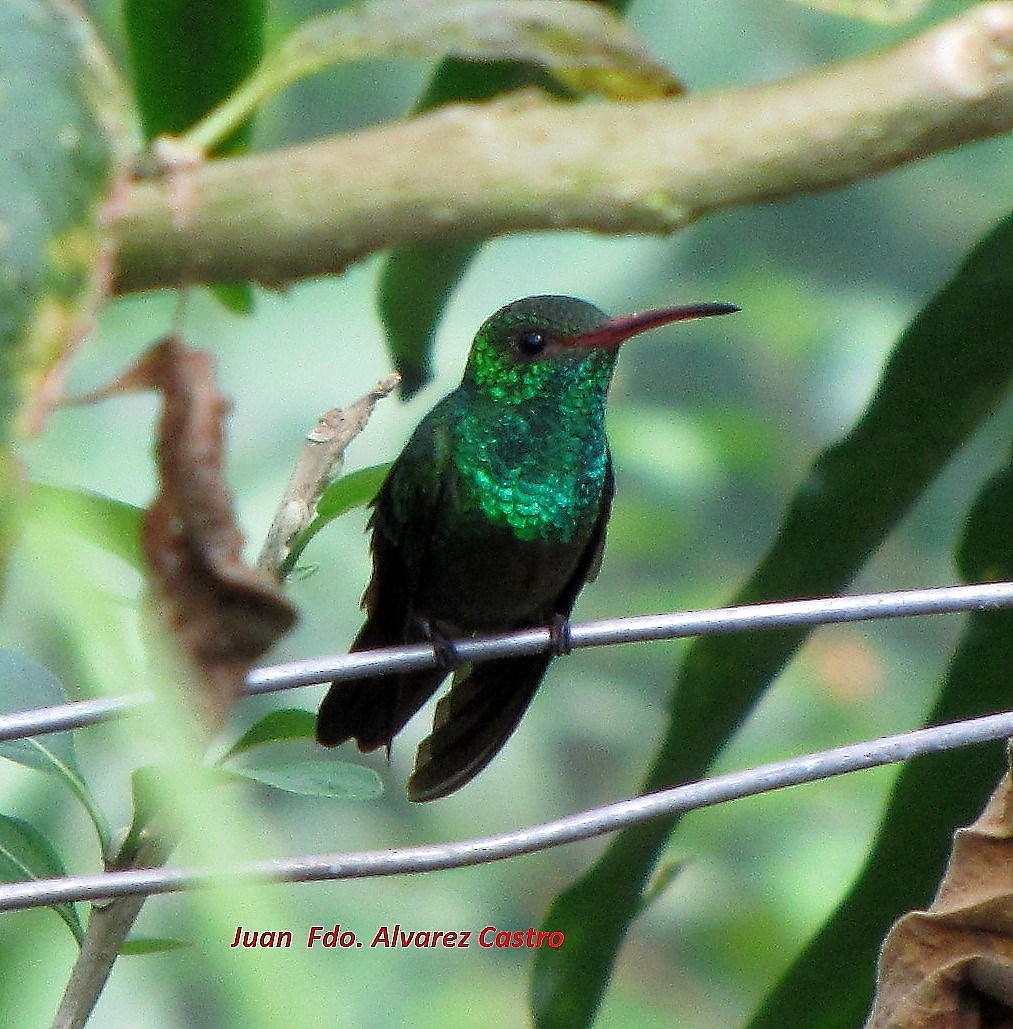 Rufous-tailed Hummingbird (Rufous-tailed) - ML204214781