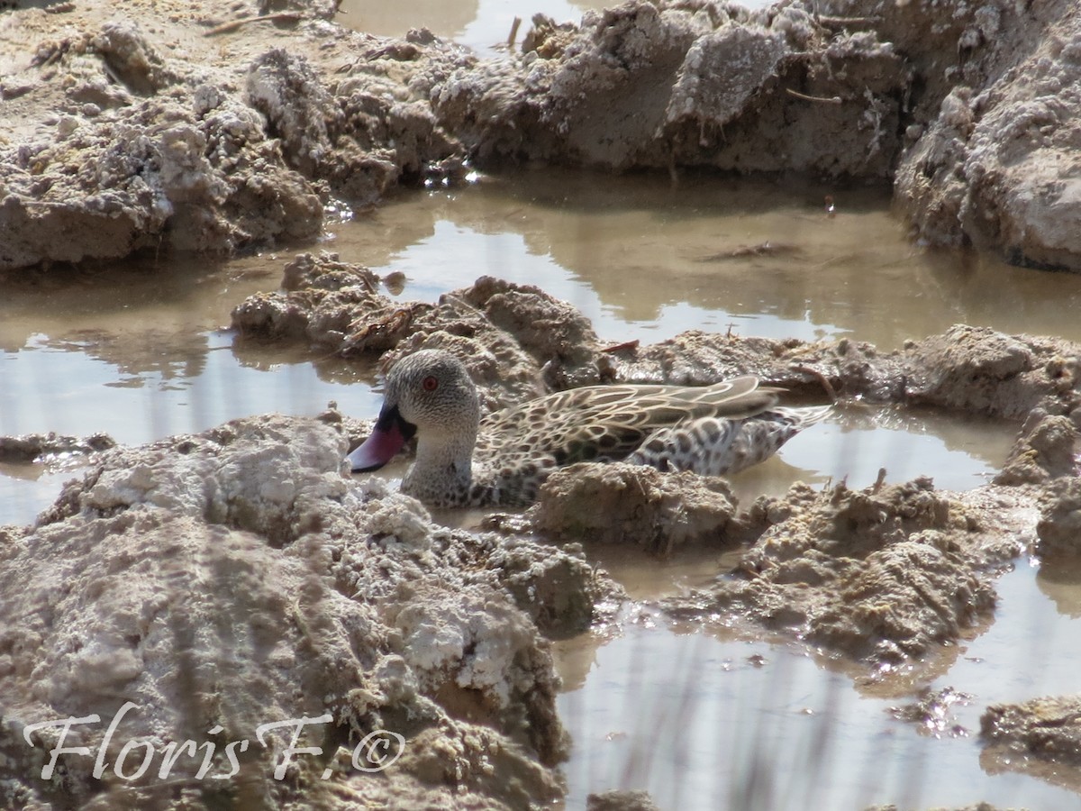 Cape Teal - ML204215371