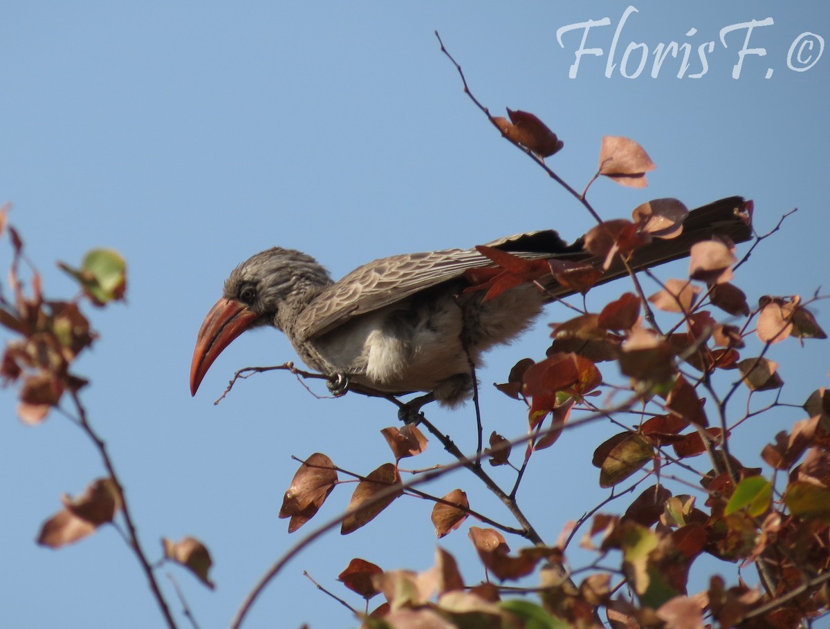 Bradfield's Hornbill - ML204215381