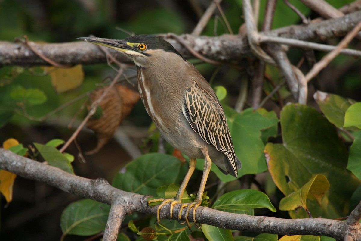 Striated Heron (South American) - ML204216041