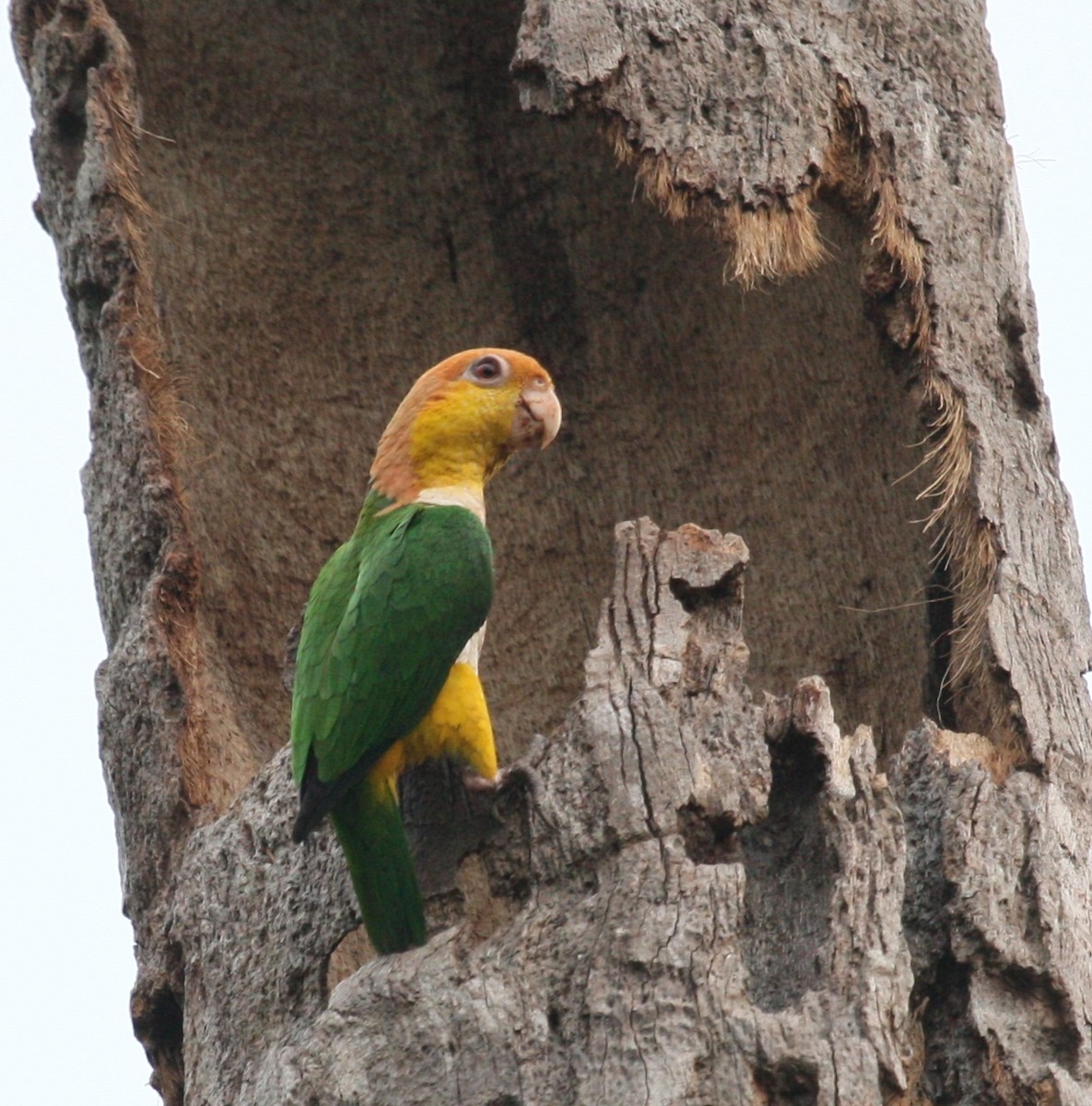 White-bellied Parrot (Black-legged) - ML204216271