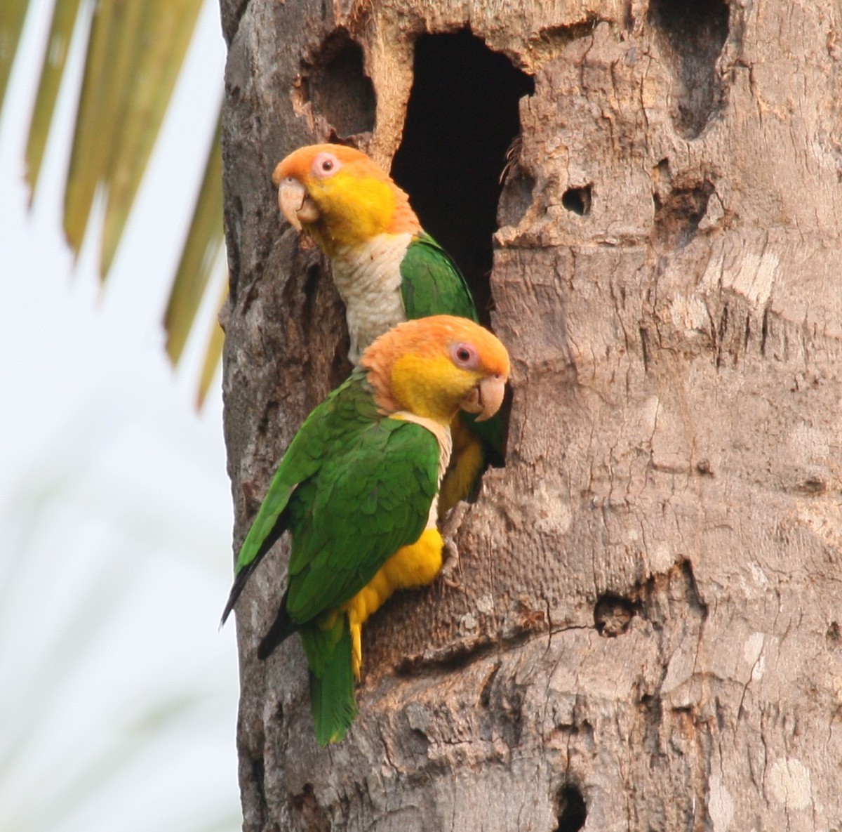 White-bellied Parrot (Black-legged) - ML204216281