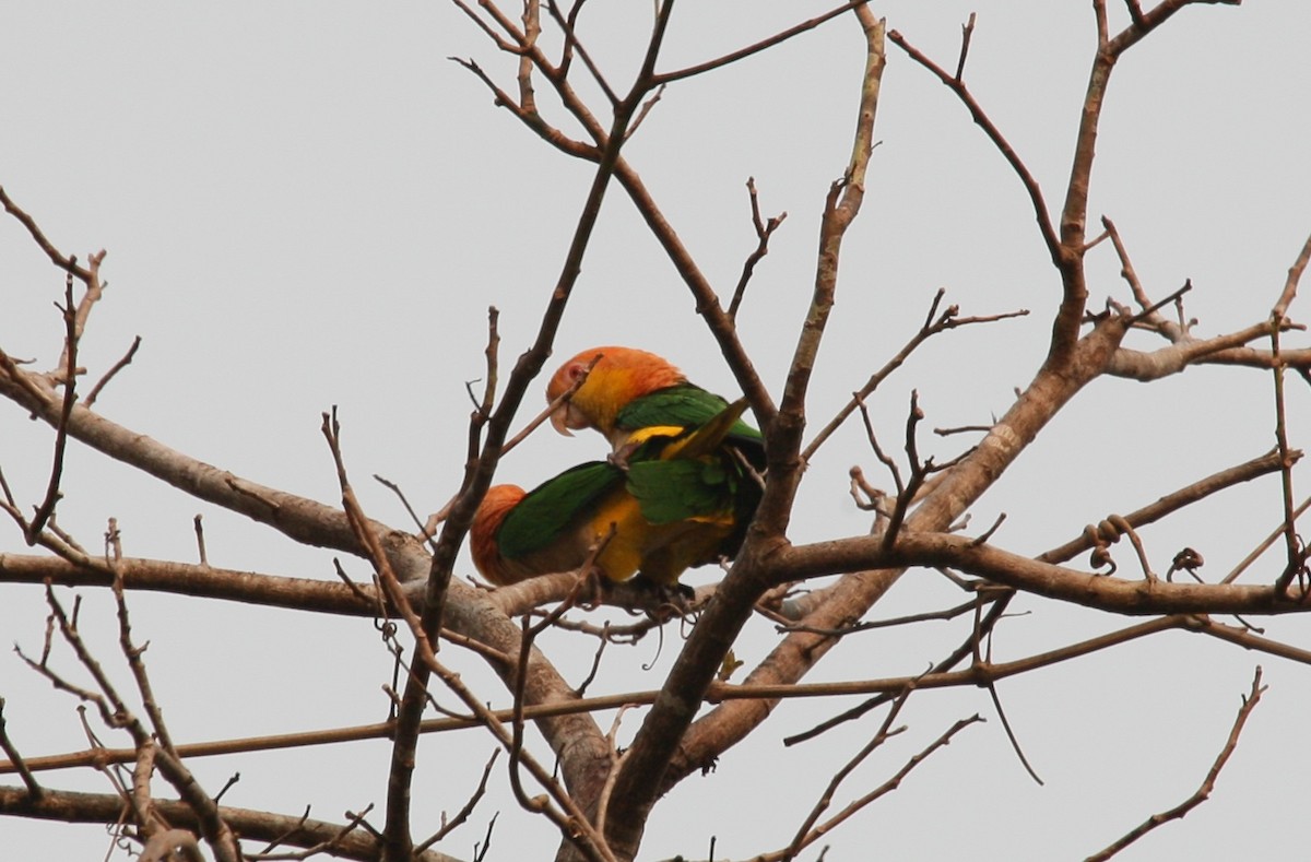 White-bellied Parrot (Black-legged) - ML204216291