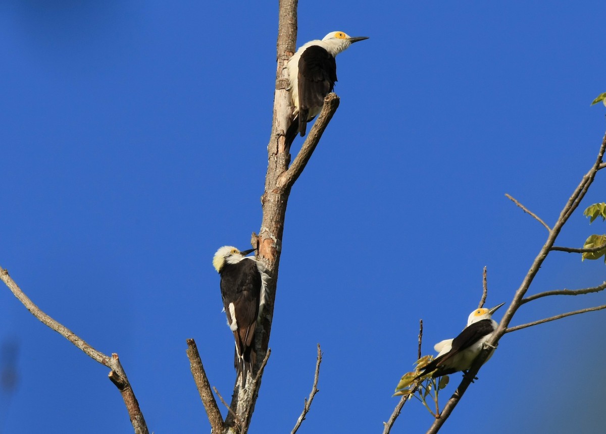 White Woodpecker - ML204216371