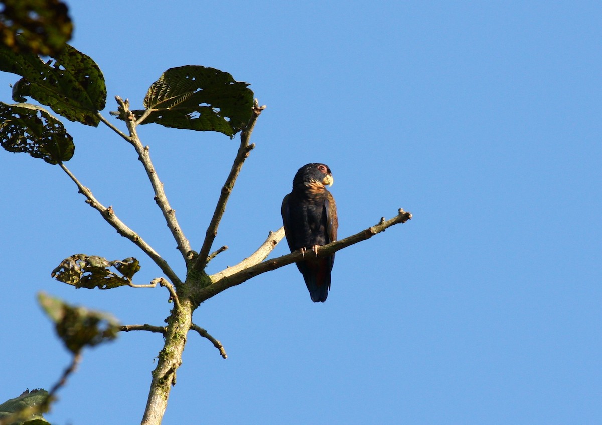 Bronze-winged Parrot - Josef Widmer